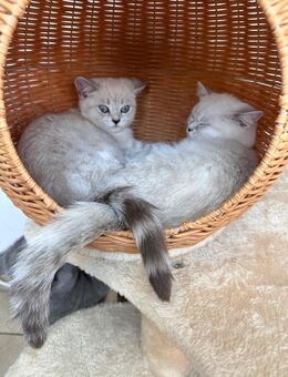Zwei BKH Kitten (weiblich) - Oberndorf (Neckar)