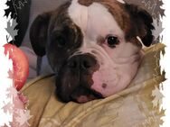 Hundedame Luna, Boxer/OEB sucht liebevolles Zuhause - Achern