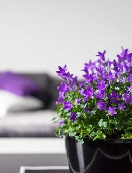 IHR GEMÜTLICHES ZUHAUSE ! Schnuckelige 2-Zi-Whg, WF 51 m², Chiemsee & Alpen - Bernau (Chiemsee)