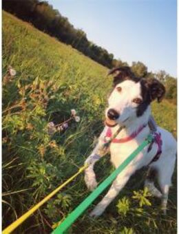 Toppa - wartet in 99427 Weimar - Oberwies