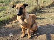 Joey könnte ein treuer Freund werden - Bielefeld