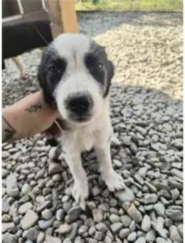 Koda - Pflegestelle oder Zuhause gesucht - Oberwies