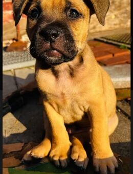 Old English bulldog Malinois mix - Wagenfeld