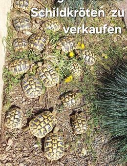 Griechische Landschildkröten zu verkaufen - Efringen-Kirchen