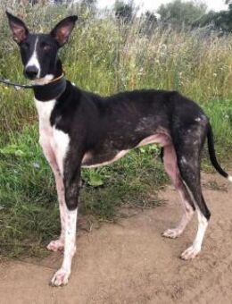Milano eleganter Windhund-Mix - Burg Reesen