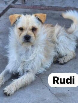 Rudi - mit der Schwester ausgesetzt - Berlin