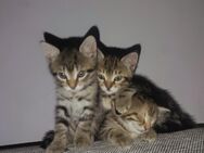 Katzen Babys Siam mix mit EKH - Nassau