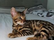 Reinrassige Bengal-Kitten abgabebereit schon ab 14. September! - Erbach (Baden-Württemberg)