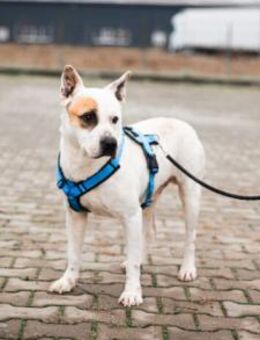 Hast du ein Körbchen für Winston frei? - München