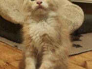 Maine Coon Babykatze (m) - Greimerath (Landkreis Trier-Saarburg)