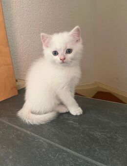BKH Kitten - Helmbrechts