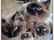 Milo & Balu suchen ein neues Zuhause ❤️ - Lägerdorf