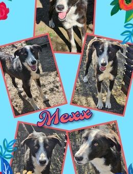 Mexx möchte endlich ein Zuhause finden - Nürnberg