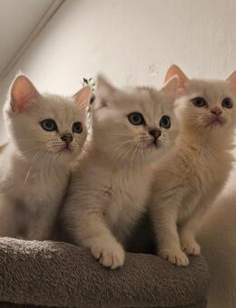 Bkh Katze Blauauge - Berlin Spandau