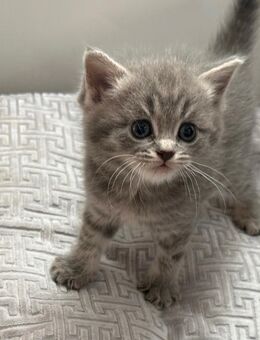 2 BKH/BLH Kitten (Blue) – letzte aus dem Wurf, top sozialisiert - Hamburg Altstadt