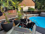 Frops Welpen Französische Bulldogge Mops - Faulbach