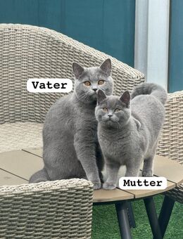 Wundervolle, reinrassige BKH Kitten - Diepholz Zentrum
