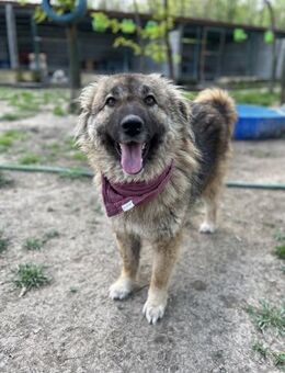 Hera - Tolle Hündin sucht Zuhause - Berlin