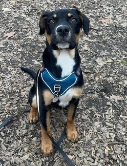 Französische Bulldogge Mix - Betzdorf