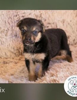 Twix sucht ein Zuhause - Kirchzell