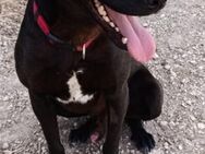 Labradormischling Nero sucht sein Glück - Berlin