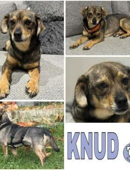 KNUD - sehr menschenbezogen & zutraulich - Duisburg
