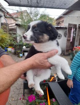 7x labrador Mix kleinbleibend - Wurzen