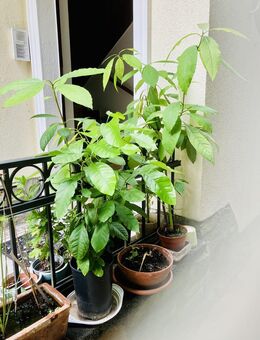 AVOCADO - Bäume - Wiesbaden