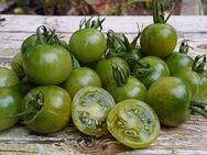 Green Doctors , Tomatensamen, grüne Tomate - Oldenburg