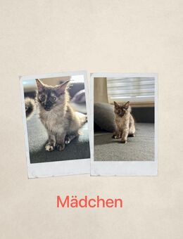 Kitten - Calbe (Saale) Zentrum