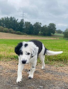 Monty sucht ein neues Zuhause 🐾 - Selb