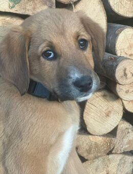 Manuka - schüchtern und süß - Bergkirchen