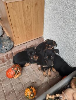 Rehpinscher Mischlinge - Teutschenthal