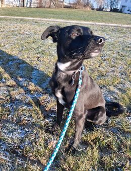 Hübscher Rüde Mojo sucht ein neues Zuhause - Rehau Zentrum