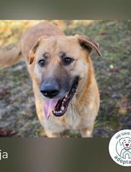 Koja: Ein Glücksbringer für dich - Kirchzell