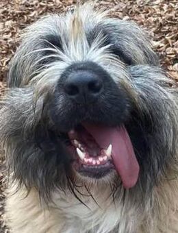 Bonnie sucht ein liebevolles Zuhause - Dittelbrunn