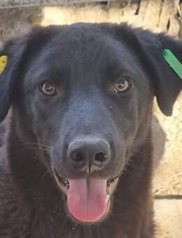 SELINA-zutrauliche Hündin, 51 cm - Rösrath