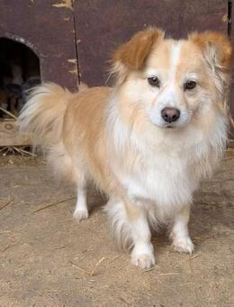 Yoshi sucht ein neues Zuhause - Blankenheim (Nordrhein-Westfalen)