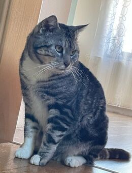 Bonzo, großer Schmuser sucht Einzelplatz # Tierschutz - Thalmässing