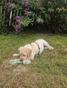 Labrador Welpe umständehalber abzugeben - Büren
