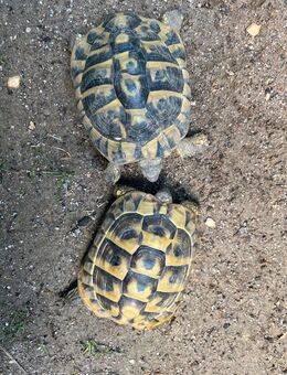 Landschildkröten Pärchen Thb - Tübingen