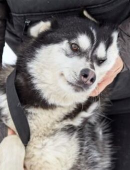 Viktor❤️sucht sein Für-immer-Zuhause - Rott (Inn)