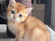 Bkh kitten Abgabebereit golden Shell, shaded, tabby Black golden Katze Kater kitten Britisch - Hamm