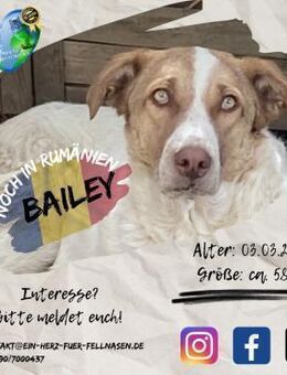 BAILEY - eine Freundin für euer Leben! - Waakirchen