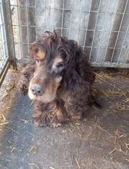 Zebu, lieber Cocker Spaniel - Remagen