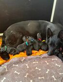 Schäferhund Welpen, mit Papiere vom Verein für deutsche Schäferhunde in 59199