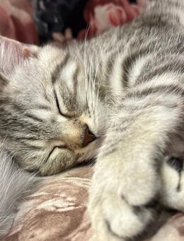 BKH Kitten aufwachsend mit Hund - Bottrop