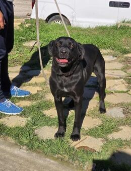 Sanft treu klug gehorsam lieb = MIRA ♥️ - München