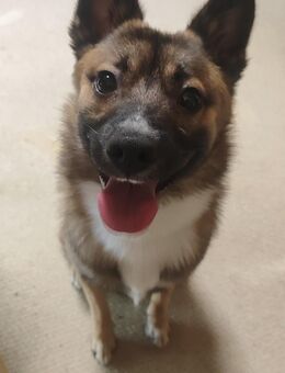 Schäferhund spitz Mix "Toffee" - Großenwiehe