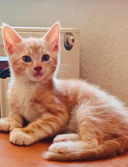 Maine-Coon-Kitten - schwarz-weiß+hellrot(P2)zu verkaufen - Bellheim